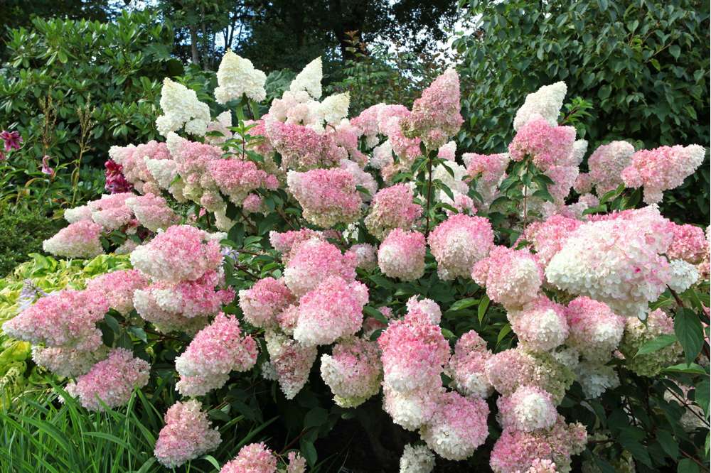 Hortensia 'Vanille Fraise'